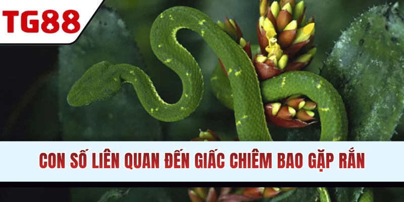 Con số liên quan đến giấc chiêm bao gặp rắn