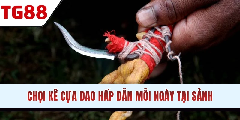 Chọi kê cựa dao kịch tính, kết quả khó đoán