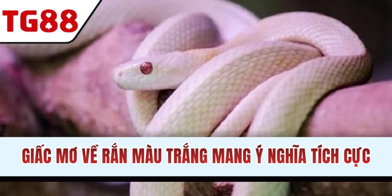 Giấc mơ về rắn màu trắng mang ý nghĩa tích cực