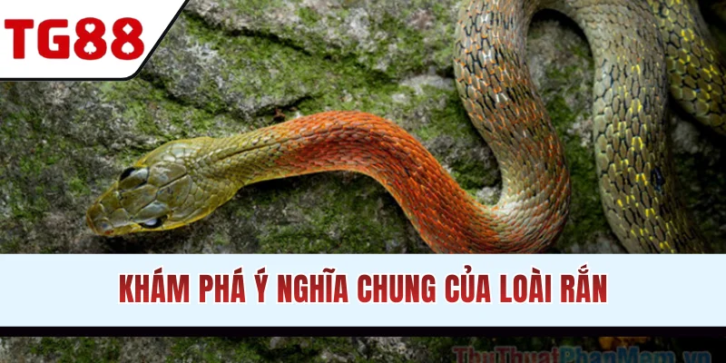 Khám phá ý nghĩa chung của loài rắn