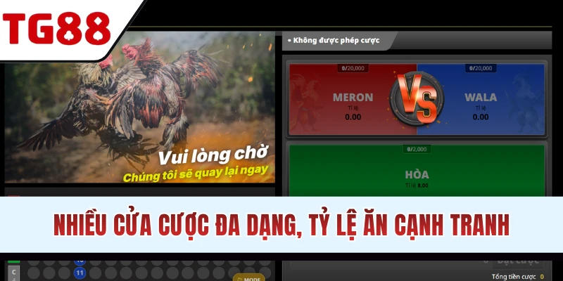 Mức thưởng chọi kê hấp dẫn